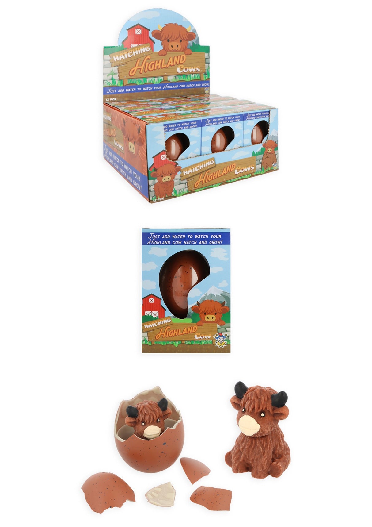 Hatching Highland Cow Egg Quantites of 12